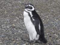 penguin2_small.jpg