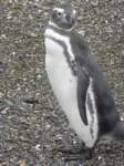 penguin_small.jpg