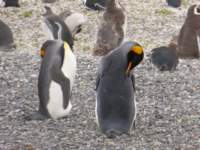 penguins4_small.jpg