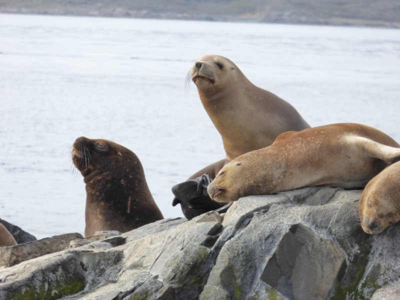 sealions.jpg