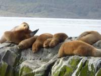 sealions2_small.jpg