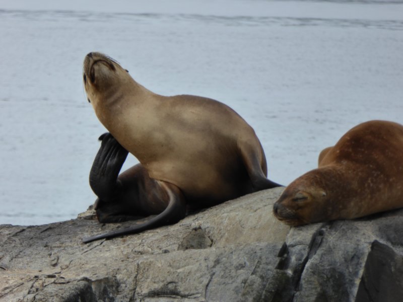 sealions3.jpg