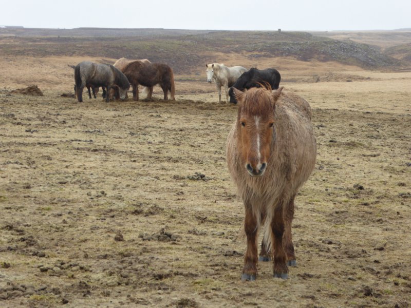 icelandhorse.jpg