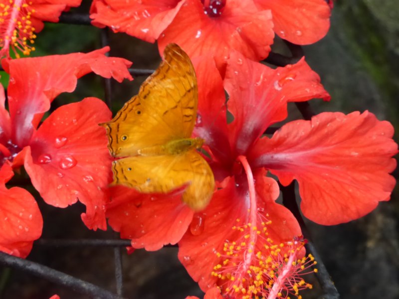 penangbutterflyfarm12.jpg