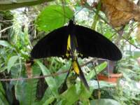 penangbutterflyfarm13_small.jpg