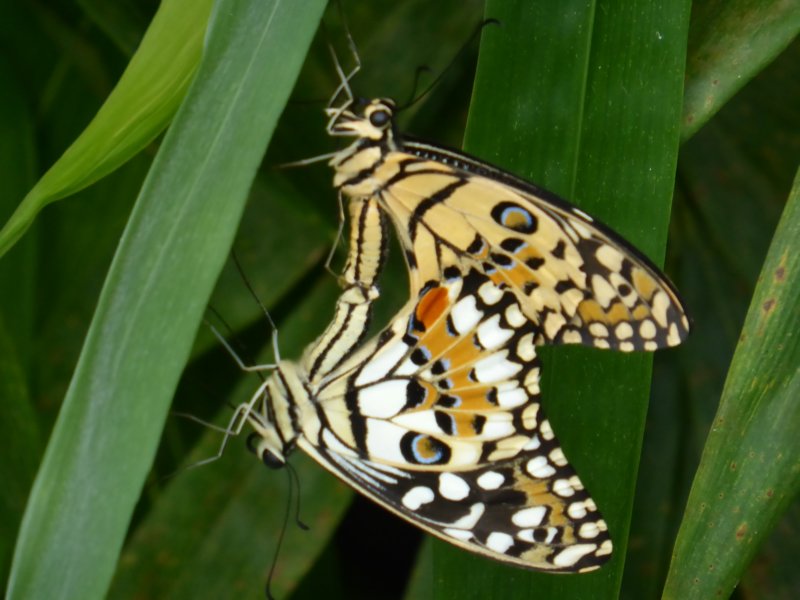 penangbutterflyfarm14.jpg