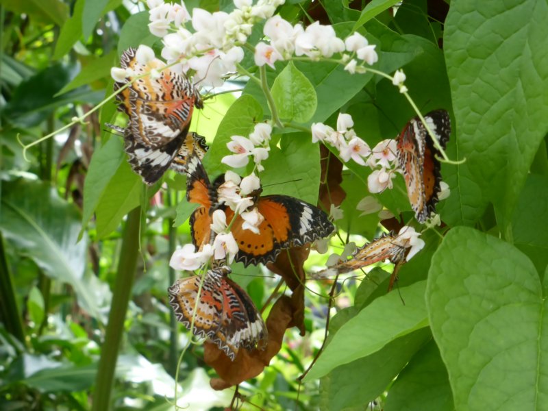 penangbutterflyfarm15.jpg