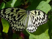 penangbutterflyfarm17_small.jpg