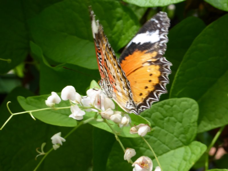 penangbutterflyfarm18.jpg