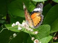 penangbutterflyfarm18_small.jpg