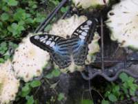 penangbutterflyfarm19_small.jpg