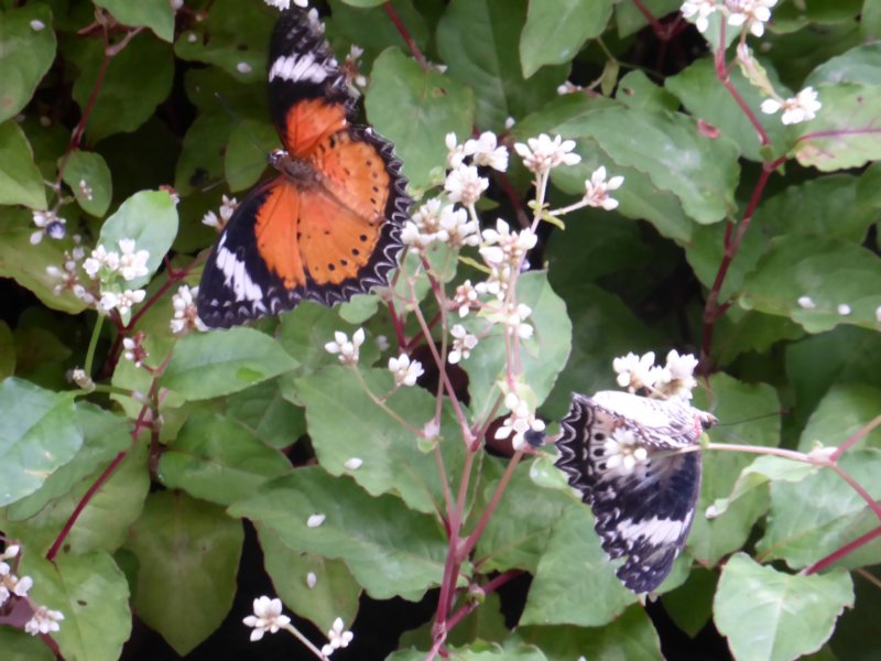 penangbutterflyfarm2.jpg