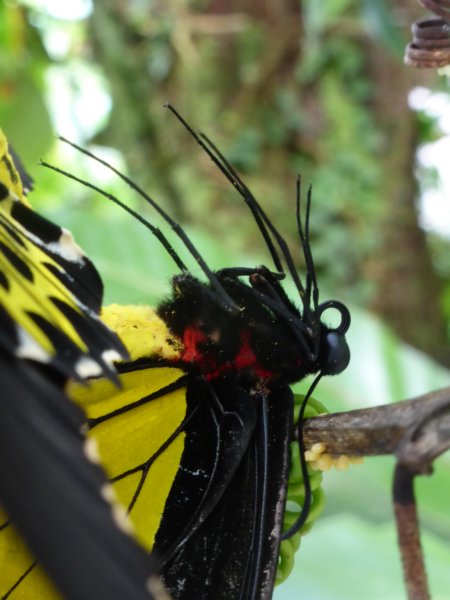 penangbutterflyfarm20.jpg