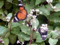 penangbutterflyfarm2_small.jpg