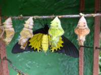 penangbutterflyfarm3_small.jpg