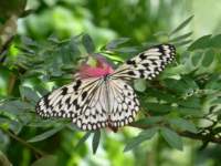 penangbutterflyfarm4_small.jpg