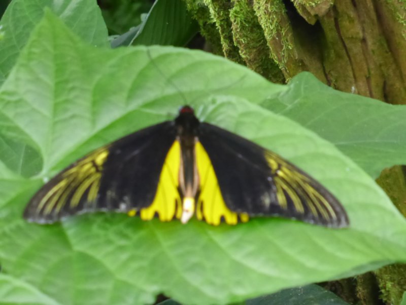 penangbutterflyfarm6.jpg