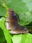 penangbutterflyfarm7_small.jpg