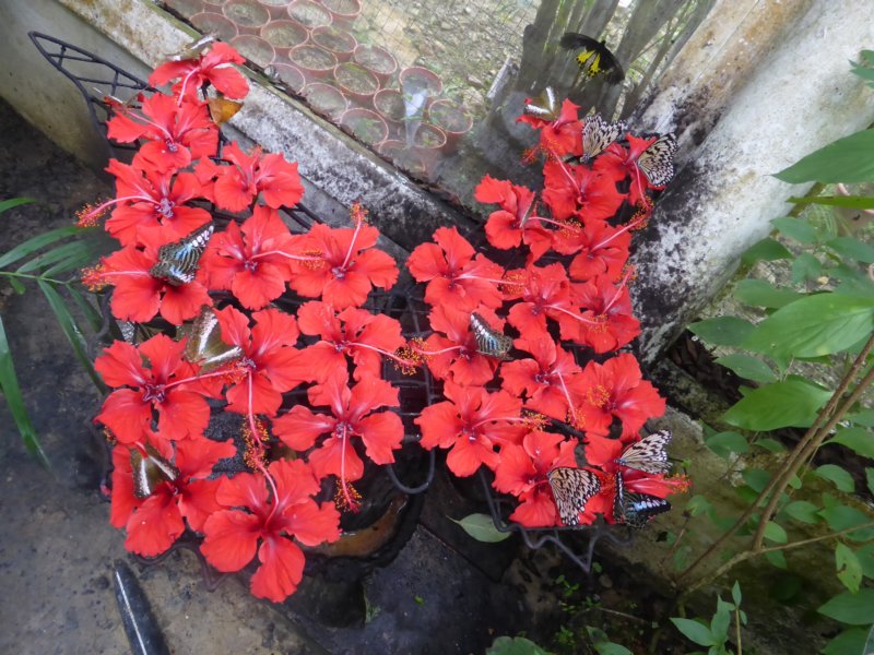 penangbutterflyfarm8.jpg