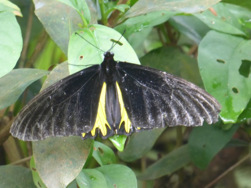 penangbutterflyfarm9.jpg