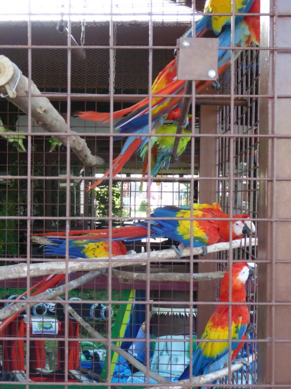 parrots.jpg