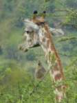 giraffe2_small.jpg