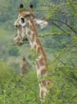 giraffe_small.jpg