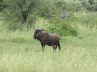 gnus2_small.jpg