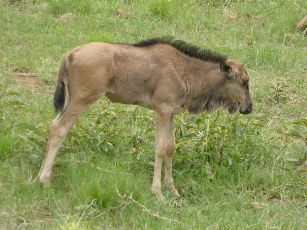 gnus3.jpg