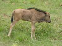 gnus3_small.jpg