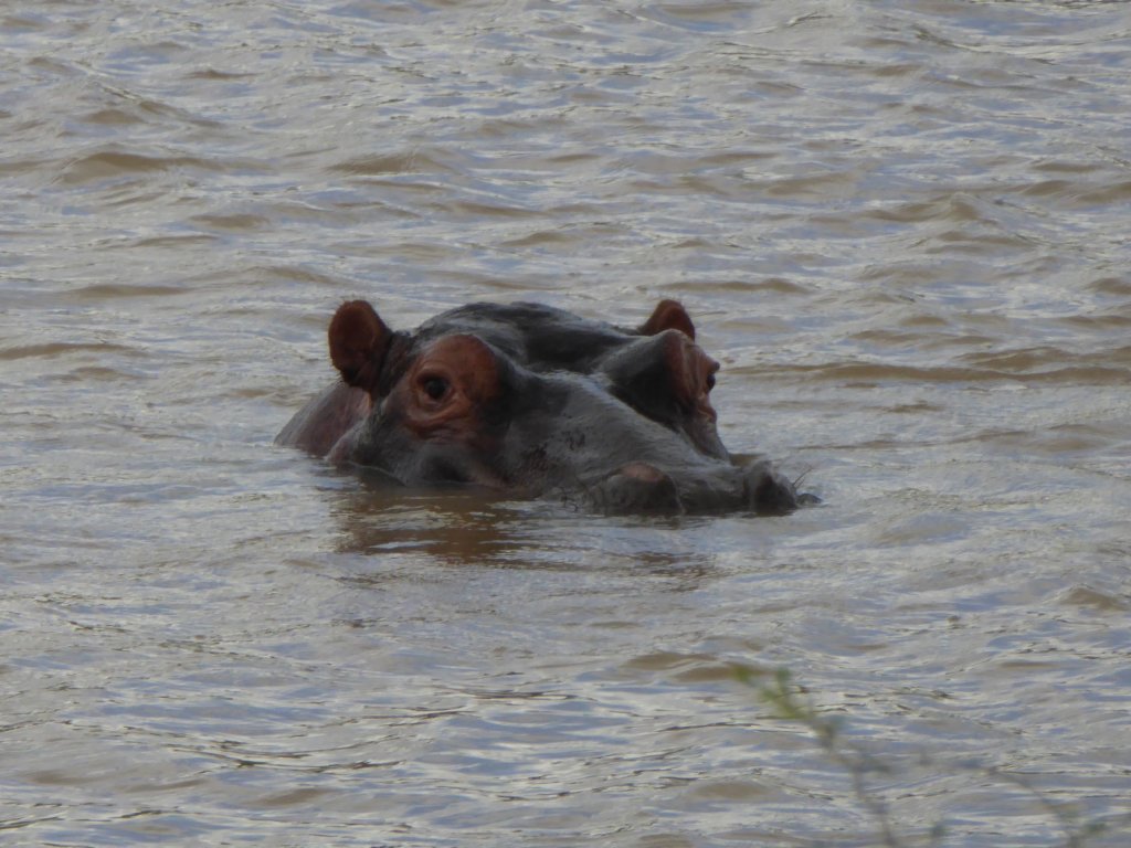 hippos2.jpg