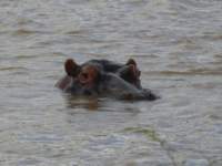 hippos2_small.jpg