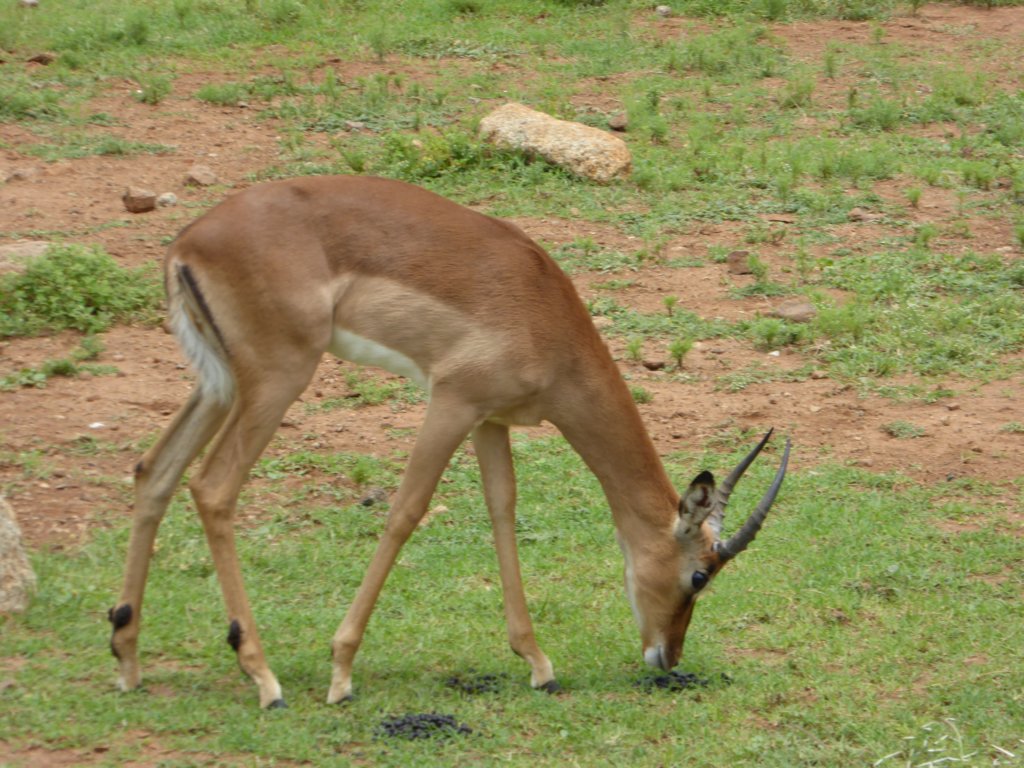 impala.jpg