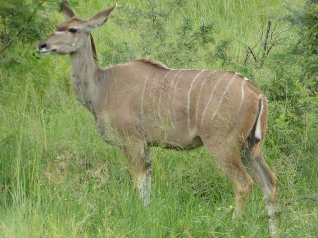 kudu.jpg