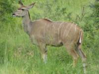 kudu_small.jpg