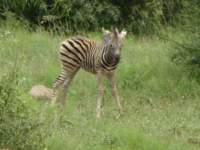 youngzebra_small.jpg