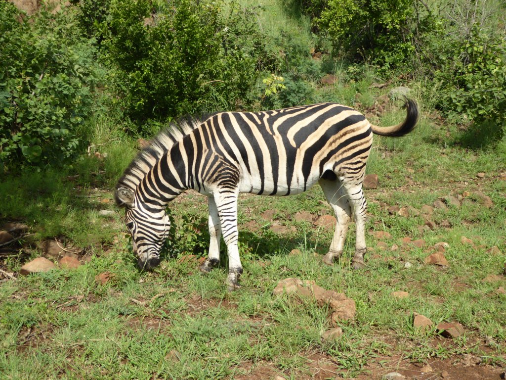 zebra.jpg