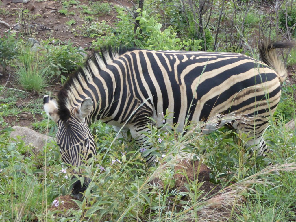 zebra2.jpg