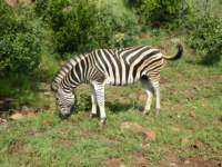 zebra_small.jpg